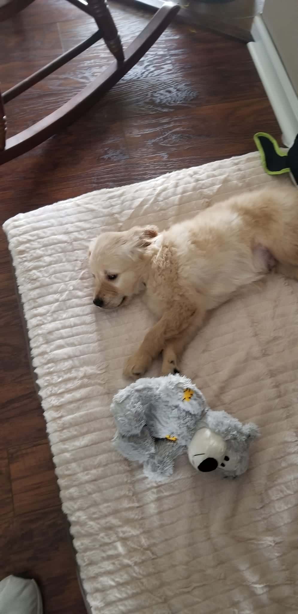 Testimonial - Scotty Kirk - a Golden Retriever laying on a bed with his fluffy toy