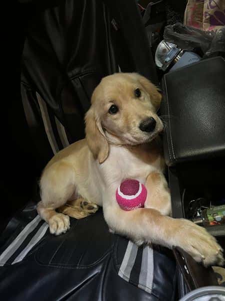 Testimonial - Anthony Carlini - Golden Retriever puppy with pink tennis ball